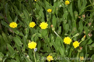 Crete weed blooms in spring, Batiquitos Lagoon, Carlsbad, Hedypnois cretica