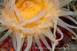 Crimson anemone, Cribrinopsis fernaldi