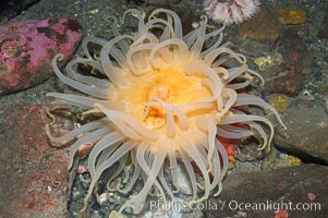 Crimson anemone, Cribrinopsis fernaldi