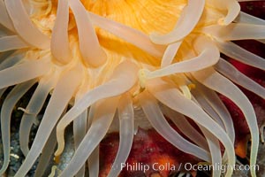 Crimson anemone, Cribrinopsis fernaldi