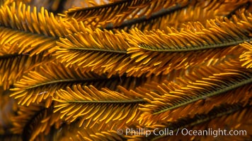 Crinoid feather star closeup view of tentacles, which it extends into ocean currents, Fiji, Crinoidea, Namena Marine Reserve, Namena Island