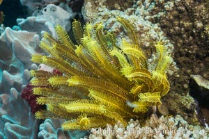 Crinoid, or Feather Star, on Coral Reef, Fiji, Crinoidea, Makogai Island, Lomaiviti Archipelago