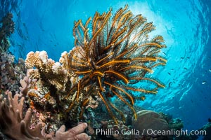 Crinoid (feather star) extends its tentacles into ocean currents, on pristine south pacific coral reef, Fiji