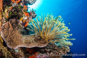 Crinoid (feather star) extends its tentacles into ocean currents, on pristine south pacific coral reef, Fiji