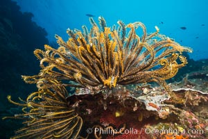 Crinoid (feather star) extends its tentacles into ocean currents, on pristine south pacific coral reef, Fiji, Crinoidea, Vatu I Ra Passage, Bligh Waters, Viti Levu  Island