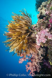 Crinoid (feather star) extends its tentacles into ocean currents, on pristine south pacific coral reef, Fiji, Crinoidea, Namena Marine Reserve, Namena Island