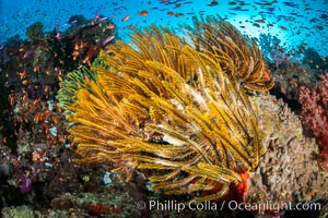 Crinoid (feather star) extends its tentacles into ocean currents, on pristine south pacific coral reef, Fiji, Crinoidea, Vatu I Ra Passage, Bligh Waters, Viti Levu Island