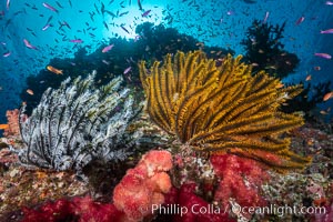 Crinoid (feather star) extends its tentacles into ocean currents, on pristine south pacific coral reef, Fiji