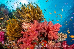 Crinoid (feather star) extends its tentacles into ocean currents, on pristine south pacific coral reef, Fiji