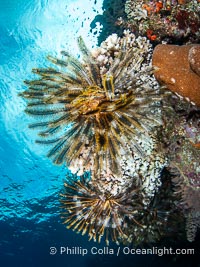 Crinoid (feather star) extends its tentacles into ocean currents, on pristine south pacific coral reef, Fiji, Crinoidea