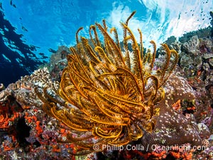 Crinoid (feather star) extends its tentacles into ocean currents, on pristine south pacific coral reef, Fiji, Crinoidea