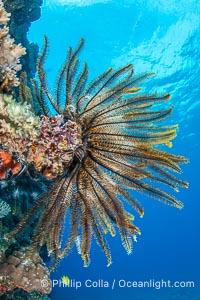Crinoid (feather star) extends its tentacles into ocean currents, on pristine south pacific coral reef, Fiji, Crinoidea