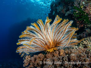 Crinoid (feather star) extends its tentacles into ocean currents, on pristine south pacific coral reef, Fiji, Crinoidea