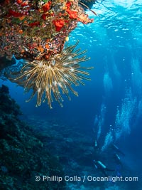 Crinoid (feather star) extends its tentacles into ocean currents, on pristine south pacific coral reef, Fiji, Crinoidea