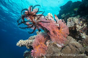 Crinoid clinging to gorgonian sea fan, Mount Mutiny, Bligh Waters, Fiji