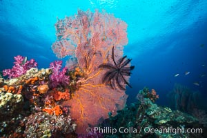 Crinoid clinging to gorgonian sea fan, Fiji, Crinoidea, Gorgonacea, Plexauridae, Vatu I Ra Passage, Bligh Waters, Viti Levu  Island