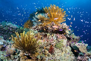 Crinoids (feather stars) on hard corals, with anthias fish schooling in ocean currents, Fiji, Crinoidea, Pseudanthias, Wakaya Island, Lomaiviti Archipelago