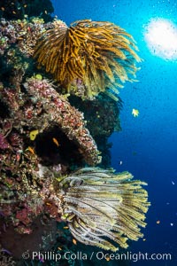 Crinoids (feather stars) on hard corals, with anthias fish schooling in ocean currents, Fiji, Crinoidea, Pseudanthias, Wakaya Island, Lomaiviti Archipelago