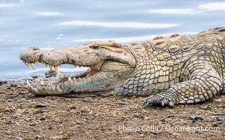 Crocodile in the Mara River, Kenya, Crocodylus niloticus, Maasai Mara National Reserve