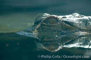 African slender-snouted crocodile, Crocodylus cataphractus