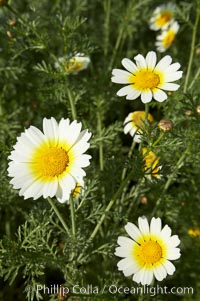 Crown daisy blooms in Spring, Chrysanthemum coronarium, San Diego, California