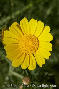 Crown daisy blooms in Spring, Chrysanthemum coronarium, San Diego, California