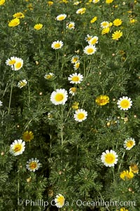 Crown daisy blooms in Spring, Chrysanthemum coronarium, San Diego, California