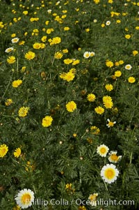 Crown daisy blooms in Spring, Chrysanthemum coronarium, San Diego, California