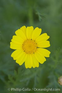 Crown daisy blooms in Spring, Chrysanthemum coronarium, San Diego, California