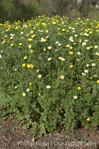 Crown daisy blooms in Spring. San Diego, California, USA, Chrysanthemum coronarium, natural history stock photograph, photo id 11372