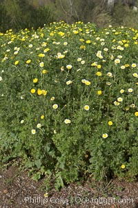 Crown daisy blooms in Spring, Chrysanthemum coronarium, San Diego, California