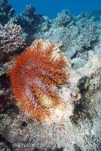 Crown of Thorn Starfish, Rose Atoll, Rose Atoll National Wildlife Refuge