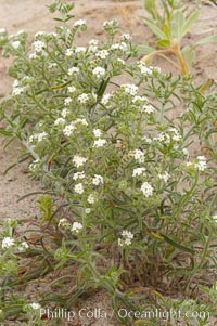 Forget-me-nots bloom in spring.  The small white flowers are characteristic of this group of Colorado Desert wildflowers.  Anza Borrego Desert State Park, Cryptantha, Anza-Borrego Desert State Park, Borrego Springs, California