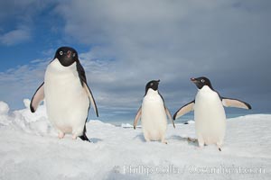 Two Adelie penguins, holding their wings out, standing on an iceberg. Paulet Island, Antarctic Peninsula, Antarctica, Pygoscelis adeliae, natural history stock photograph, photo id 25048