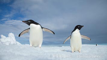 Two Adelie penguins, holding their wings out, standing on an iceberg, Pygoscelis adeliae, Paulet Island