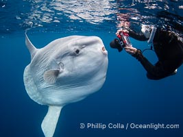 Curious Ocean Sunfish Meets Underwater Photographer Offshore of San Diego, Mola mola