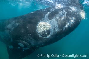 Inquisitive southern right whale underwater, Eubalaena australis, closely approaches cameraman, Argentina, Eubalaena australis, Puerto Piramides, Chubut