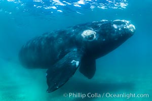 Inquisitive southern right whale underwater, Eubalaena australis, closely approaches cameraman, Argentina, Eubalaena australis, Puerto Piramides, Chubut