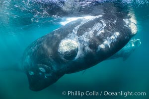 Inquisitive southern right whale underwater, Eubalaena australis, closely approaches cameraman, Argentina