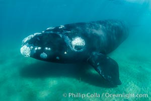 Inquisitive southern right whale underwater, Eubalaena australis, closely approaches cameraman, Argentina, Eubalaena australis, Puerto Piramides, Chubut