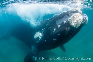 Inquisitive southern right whale underwater, Eubalaena australis, closely approaches cameraman, Argentina