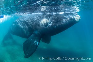 Inquisitive southern right whale underwater, Eubalaena australis, closely approaches cameraman, Argentina, Eubalaena australis, Puerto Piramides, Chubut