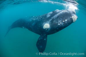 Inquisitive southern right whale underwater, Eubalaena australis, closely approaches cameraman, Argentina, Eubalaena australis, Puerto Piramides, Chubut