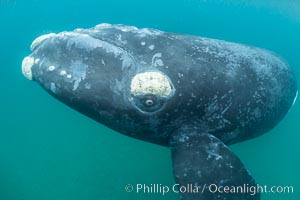 Inquisitive southern right whale underwater, Eubalaena australis, closely approaches cameraman, Argentina