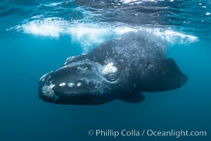 Inquisitive southern right whale underwater, Eubalaena australis, closely approaches cameraman, Argentina, Eubalaena australis, Puerto Piramides, Chubut