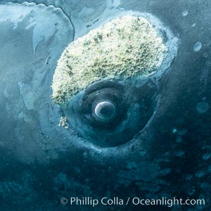 Inquisitive southern right whale underwater, Eubalaena australis, closely approaches cameraman, Argentina