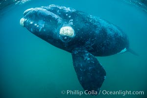 Inquisitive southern right whale underwater, Eubalaena australis, closely approaches cameraman, Argentina, Eubalaena australis, Puerto Piramides, Chubut