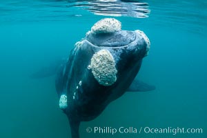 Inquisitive southern right whale underwater, Eubalaena australis, closely approaches cameraman, Argentina