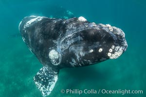 Inquisitive southern right whale underwater, Eubalaena australis, closely approaches cameraman, Argentina, Eubalaena australis, Puerto Piramides, Chubut