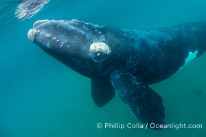 Inquisitive southern right whale underwater, Eubalaena australis, closely approaches cameraman, Argentina, Eubalaena australis, Puerto Piramides, Chubut